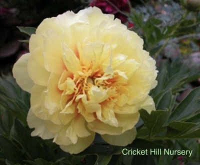 Bartzella tree peony