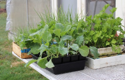 Hardening off seedlings