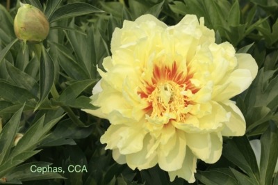 Yellow Itoh peony