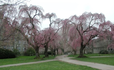 Weeping cherry trees