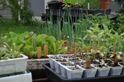 Seedlings hardening off outdoors