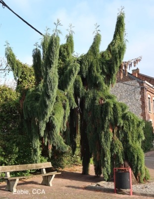 Weeping Giant Sequoia
