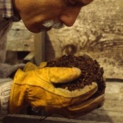Smelling compost
