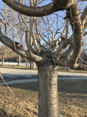Graft union of old weeping cherry