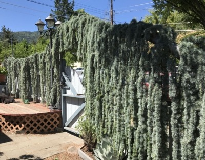 Weeping atlas cedar