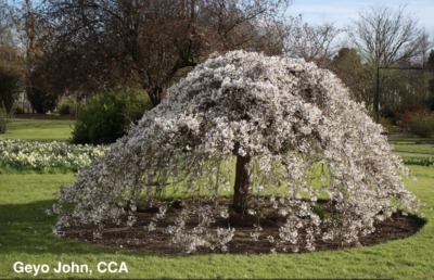 Weeping plum