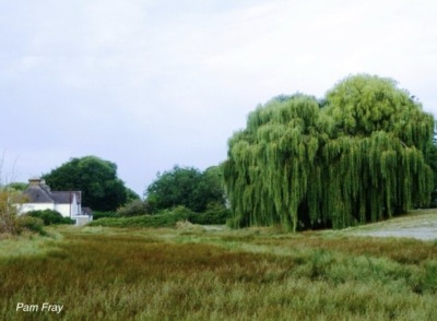 Weeping willow