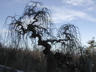 Weeping mulberry
