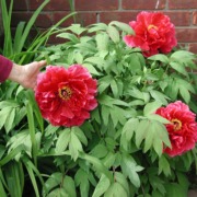 Red tree peony