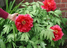 Red tree peony