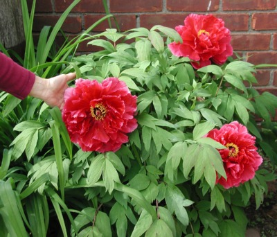 Red tree peony