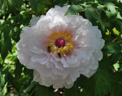 paeonia, white tree peony 5:5:10