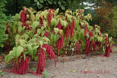 Love-lies-bleeding plant