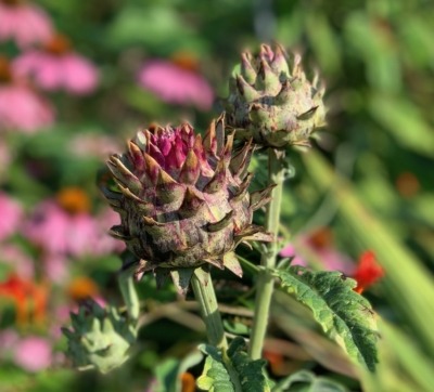 Cardoon flower budding