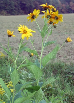 Jerusalem artichoke flowering