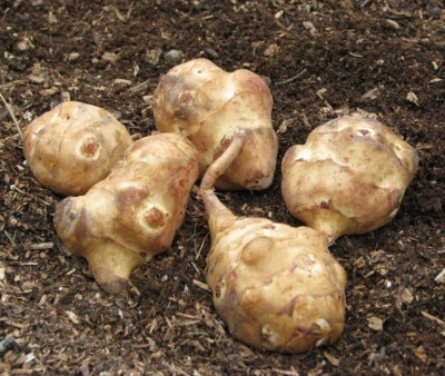 Jerusalem artichoke tubers