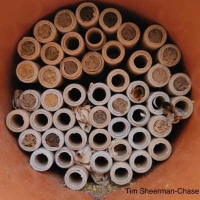 Nests for native mason bees