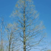 Dawn redwood