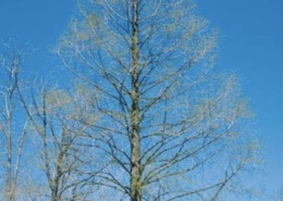 Dawn redwood