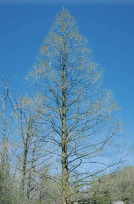 Dawn redwood