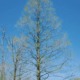 Dawn redwood