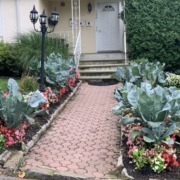 Ornamental front path vegetables and flowers together