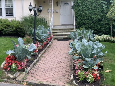 Ornamental front path vegetables and flowers together