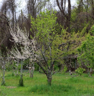 Plum tree grafted to two varieties