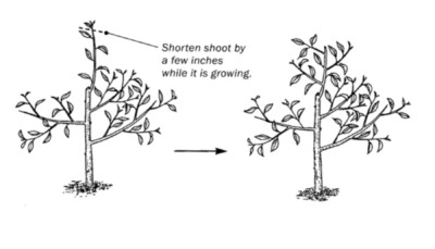 Coaxing branching o leading shoot