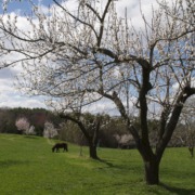 Apricot orchard in bloom