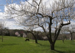Apricot orchard in bloom