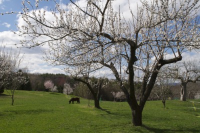 Apricot orchard in bloom