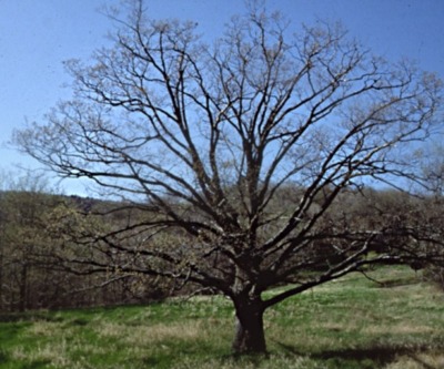 Trees eventually express their own character. Contrast this white oak's form with that of dawn redwood, shown above