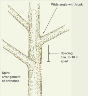 Selection of branching on trunk-to-be