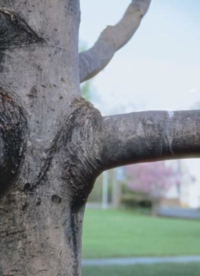 A sturdy branch