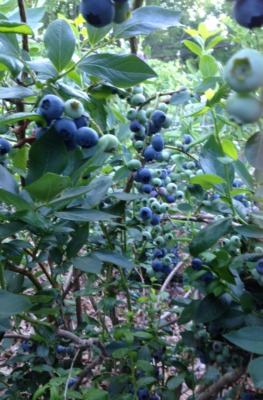 Blueberries on bush