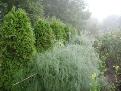 Asparagus backed by tall arborvitae trees