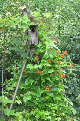 Scarrlet runner bean plant flowering