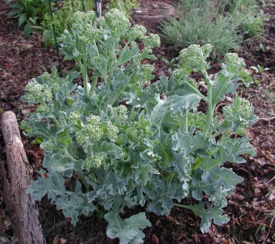Seakale about to flower