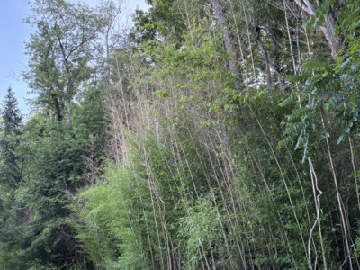 Bamboo, dead and new canes