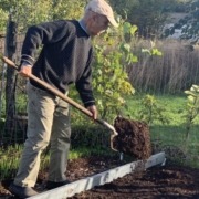 Spreading compost