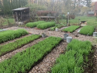 Fall cover crop of oats in the garden