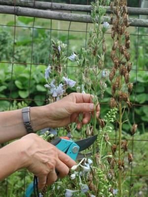 Cutting back spent delphinium flower stalks