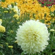Large dahlia flower