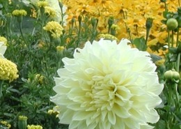 Large dahlia flower