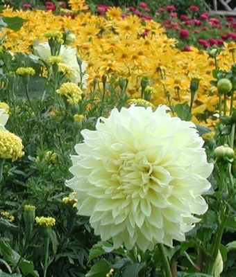 Large dahlia flower
