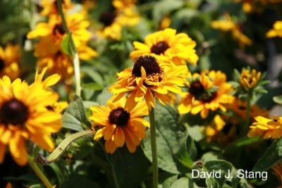 Goldilocks gloriosa daisy