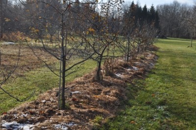Hay mulch feeds apple trees, suppresses weeds, and conserves water