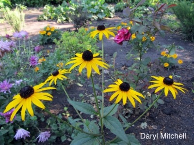 Rudbeckia Goldsturm