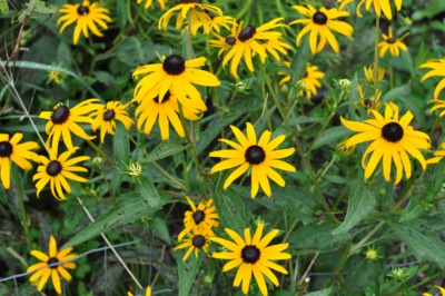 Self-seeded blask-eyed Susan